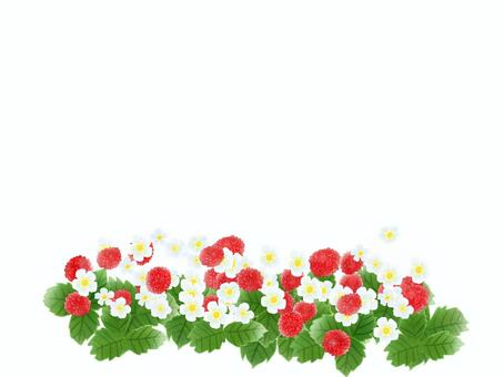 Illustration, JPG and PNG Illustration, snake strawberries, gardenia strawberries, senju, JPG and PNG
