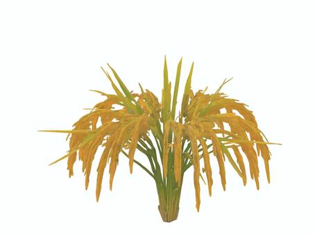 秋の風物詩な新米の実りである垂れた稲穂 稲,穂,実,米,秋,風物詩,植物のイラスト素材