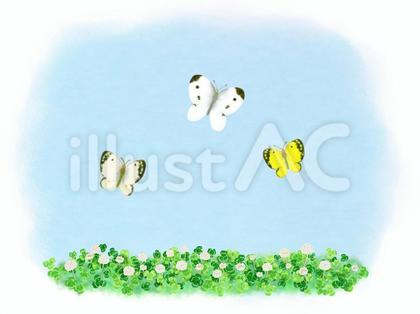 白詰草畑の蝶