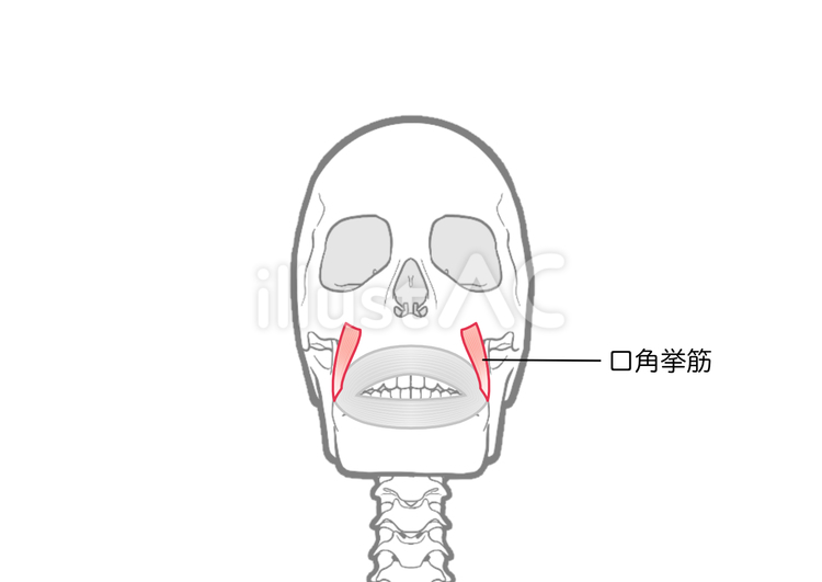 口角挙筋 前方 口角挙筋 前方 口角挙筋,表情筋,顔のイラスト素材