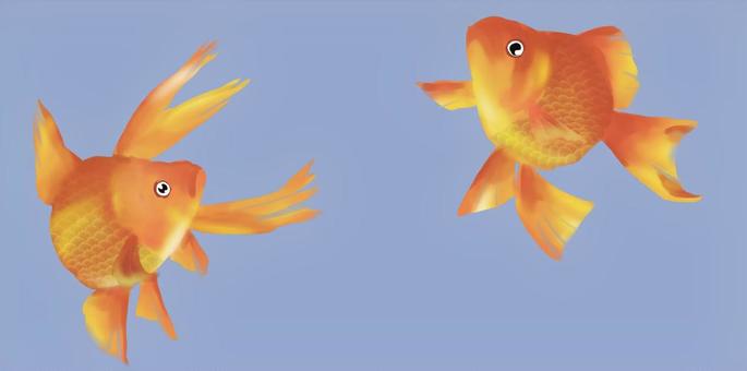 金魚 金魚,泳ぐ,魚,綺麗,赤のイラスト素材