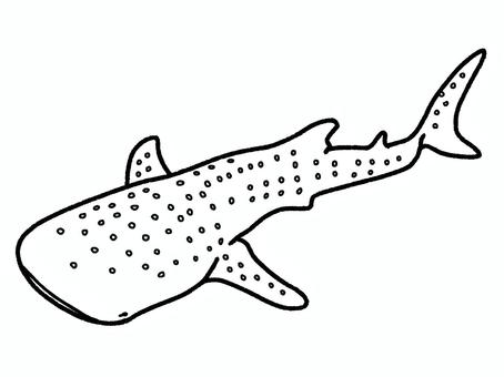 ジンベイザメ ジンベイザメ,海,水族館,生き物,塗り絵,鮫のイラスト素材