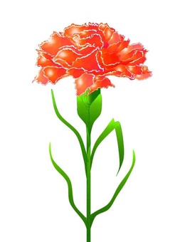 カーネーション