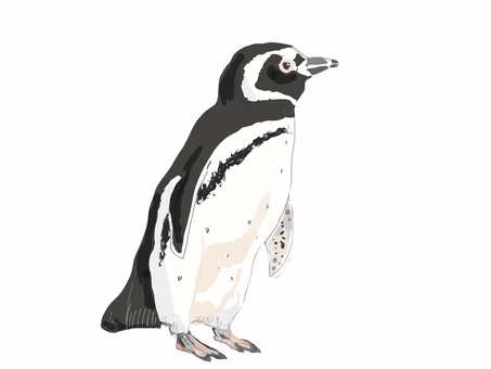 マゼランペンギン ペンギン,マゼランペンギン,鳥,リアル,手描きのイラスト素材