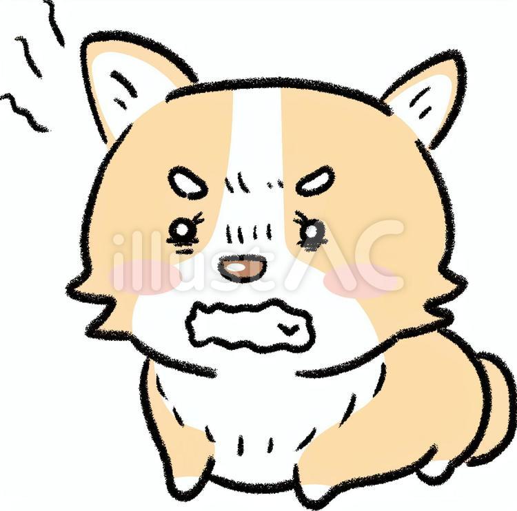 威嚇をするわんちゃん 犬,コーギー,威嚇のイラスト素材
