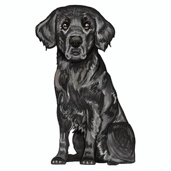 フラットコーテッドレトリバー フラットコーテッドレトリバー,犬,ペット,大きい,哺乳類のイラスト素材