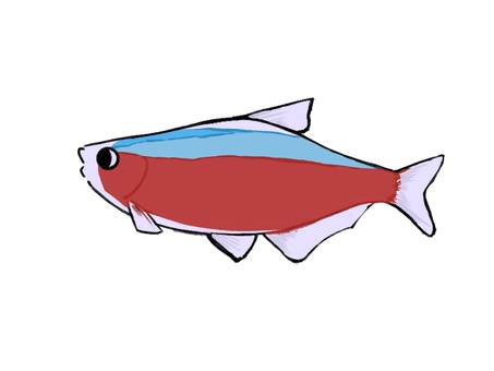 カージナルテトラ　熱帯魚・アクアリウム カージナルテトラ,熱帯魚,魚,観賞魚,水槽,アクアリウム,水中,かわいい,シンプル,ゆるいのイラスト素材