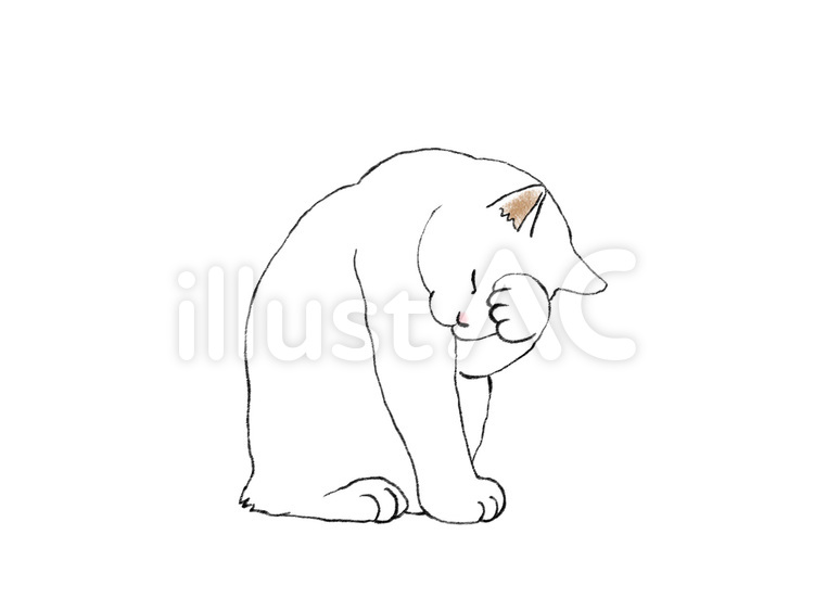 ねこ　顔を洗う　03　白猫 猫,動物,ペットのイラスト素材