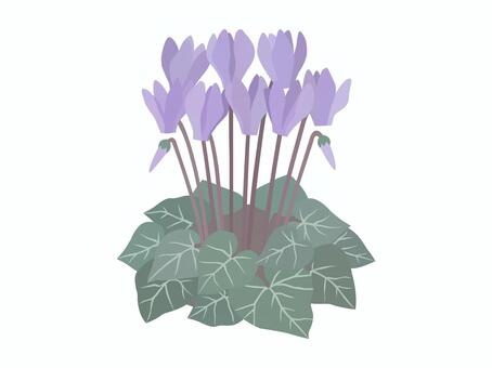 シクラメン（紫） シクラメン,紫色,花,蕾,葉,葉脈,シンプル,綺麗,秋,冬のイラスト素材