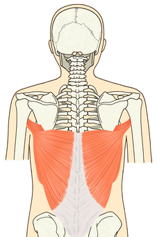 広背筋（輪郭あり） 広背筋,背筋,筋肉,大円筋,胸腰筋膜,背骨,頚椎,脊柱,脊椎,体のイラスト素材