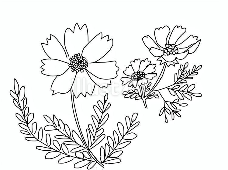 塗り絵コスモス線画 塗り絵,コスモス,線画のイラスト素材
