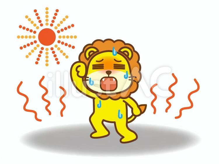 熱中症　汗　暑い　ライオン 熱中症,熱射病,汗のイラスト素材