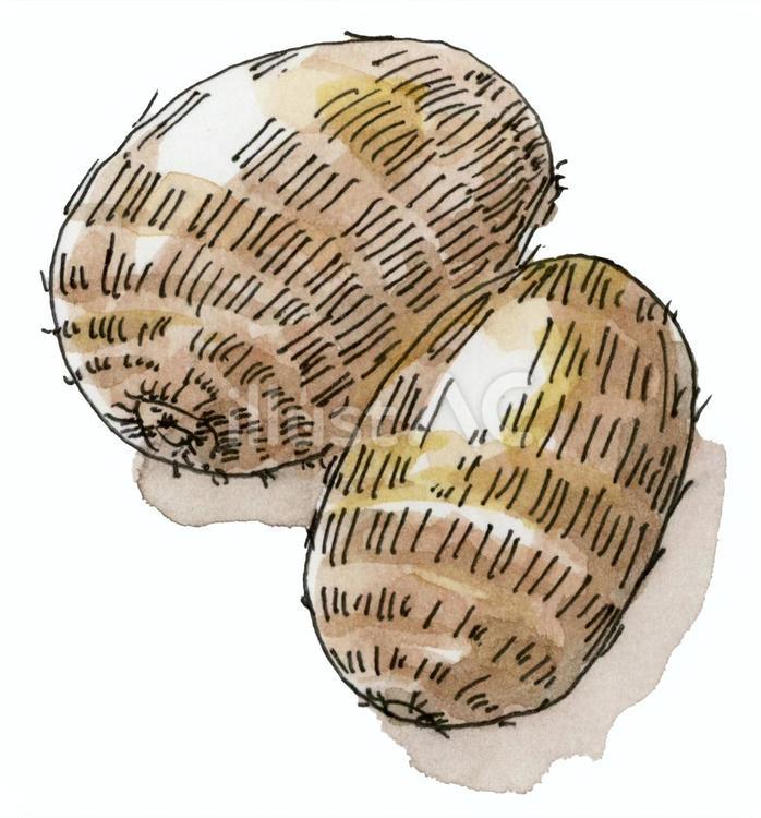 さといも 里芋,芋,混載のイラスト素材