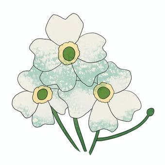 シュウメイギク 秋明菊,シュウメイギク,花,白,キンポウゲ科,秋,植物のイラスト素材