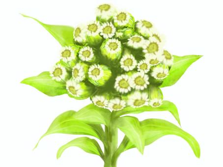 Butterbur sprout flower, الخيزران، خضر, fukinoto, butterbur, JPG and PNG