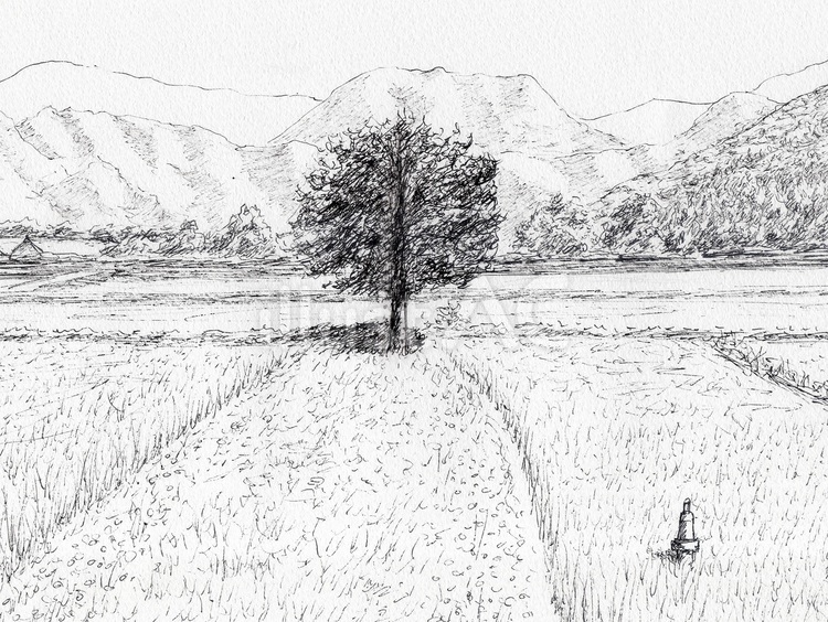 田んぼの中に立つ一本の木 風景画,風景,スケッチのイラスト素材