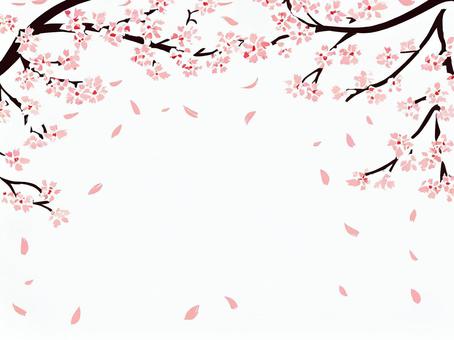 桜の背景素材006