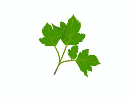 明日葉 明日葉,アシタバ,野菜,葉っぱ,緑,自然,植物,イラスト,セリ科シシウド属,2月のイラスト素材