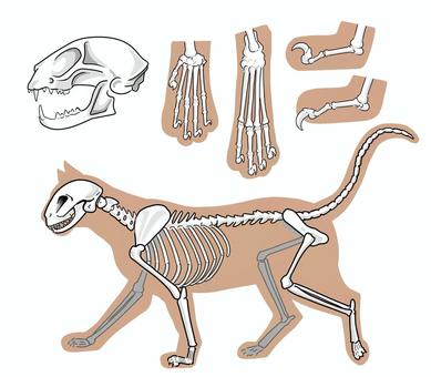 Illustration, bone, cat, side, 