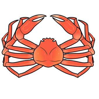 ズワイガニ ズワイガニ,カニ,海産物,魚介,海のイラスト素材