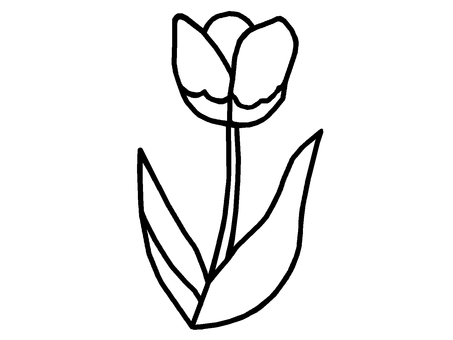 チューリップ