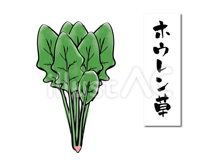 手書き風ほうれん草イラスト No 無料イラストなら イラストac