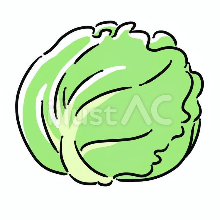 レタス レタス,チシャ,野菜のイラスト素材