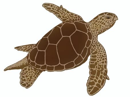 Illustration, JPG and PNG Illustration, green turtle, sea turtle, turtle, JPG and PNG
