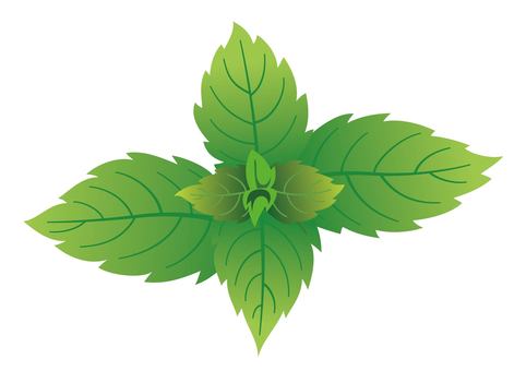 Illustration, herbs, mint, green, 