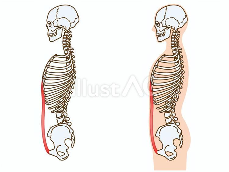 腹直筋と骨格：横から 腹直筋,腹筋,筋のイラスト素材