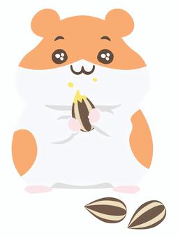 ヒマワリの種を食べるハムスター ハムスター,ゴールデンハムスター,小動物,ペット,かわいい,ヒマワリの種,餌,動物,食べるのイラスト素材