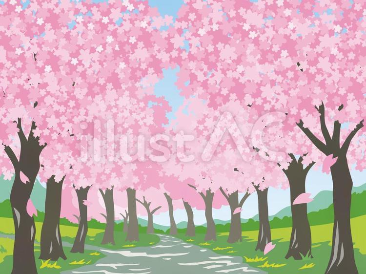 桜並木 桜,並木道,お花見のイラスト素材