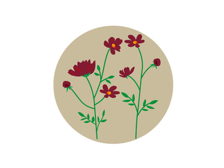 チョコレートコスモス チョコレートコスモス,秋桜,秋,9月,10月,花のイラスト素材