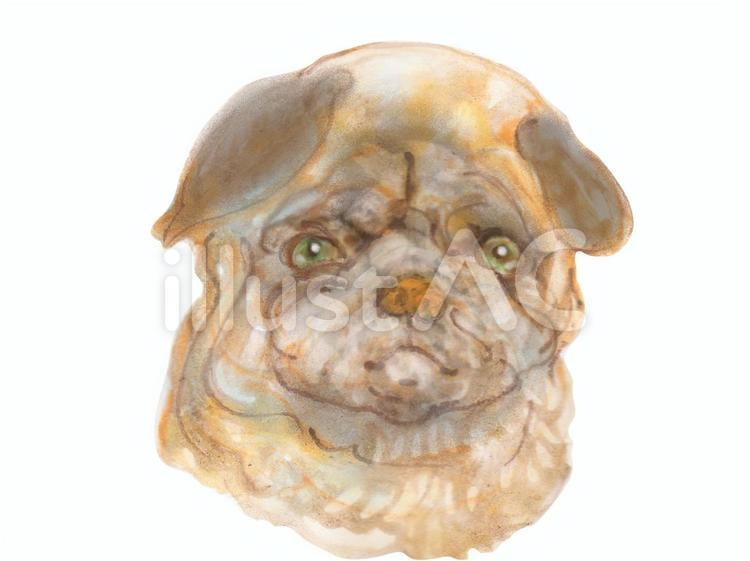 パグの子犬 犬,パグ,子犬のイラスト素材