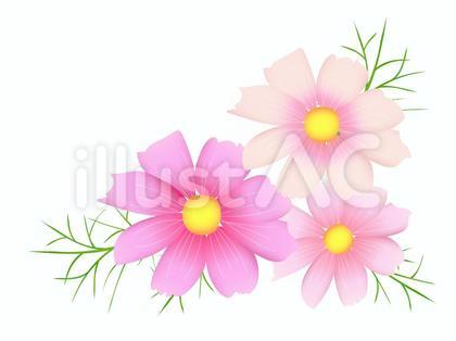 コスモスのイラスト01