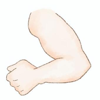 左腕　外側 腕,左,外側,水彩,鉛筆,身体,手,指のイラスト素材