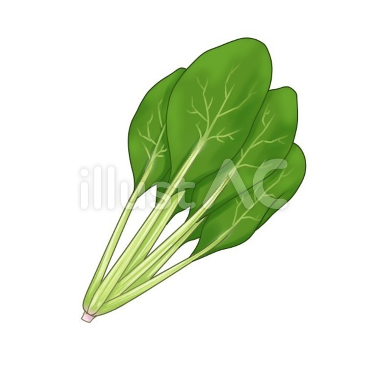 ほうれん草 ほうれん草,野菜,リアルのイラスト素材