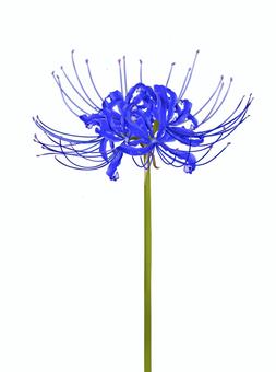 青い彼岸花 彼岸花,ヒガンバナ,花,植物,秋,手描き,手書き,フリー,無料,フリー素材のイラスト素材