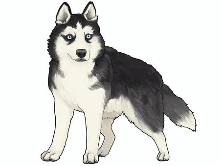 シベリアン・ハスキー シベリアン・ハスキー,アメリカ,大型犬,犬科,犬,いぬ,動物,生き物,図鑑,手描きのイラスト素材