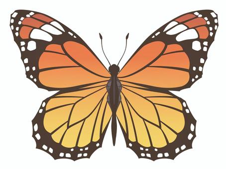 Butterfly illustration, , JPG, PNG and AI