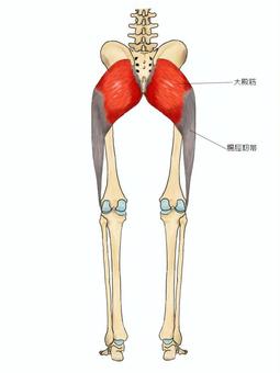 大殿筋のイラスト 大殿筋,筋,筋肉,ガイコツ,解剖,骨,モデル,骨格,解剖学,スケルトンのイラスト素材