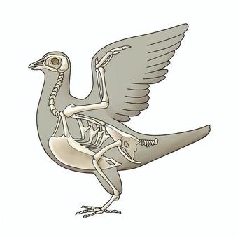 ハトの骨格 ハト,鳥類,骨格,翼,くちばし,頭骨,胸骨,肋骨,背骨,脚の骨のイラスト素材