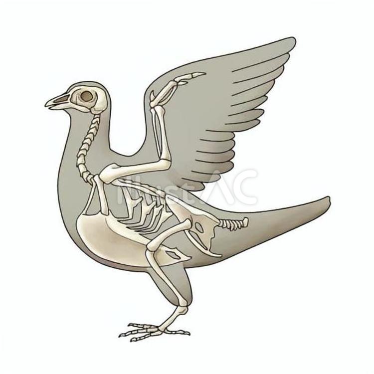 ハトの骨格 ハト,鳥類,骨格のイラスト素材