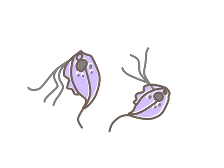 トリコモナスのイラスト トリコモナス,動物,ペット,犬,猫,寄生虫,獣医,獣医師,治療,動物病院のイラスト素材