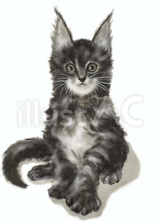 仔猫（メインクーン） メインクーン,仔猫,猫のイラスト素材