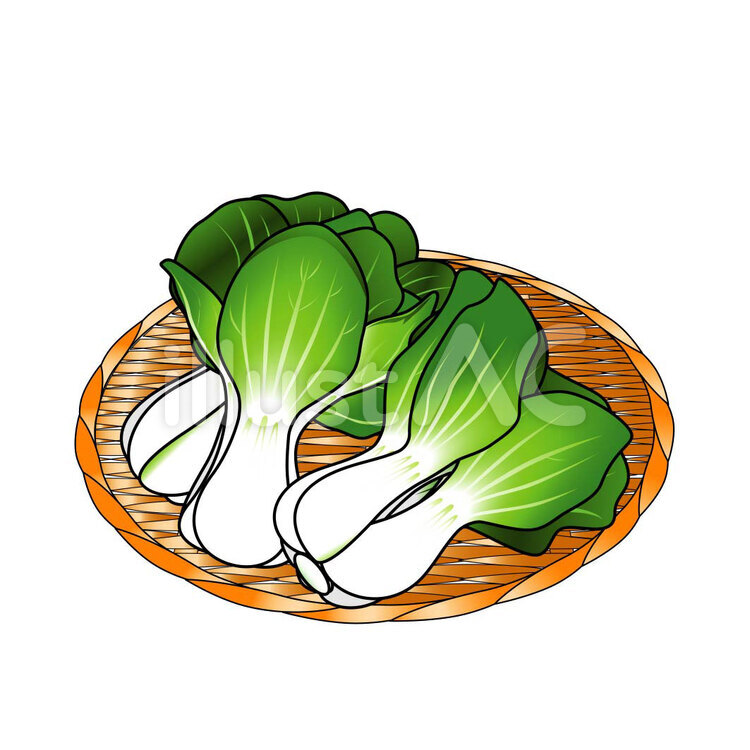 ちんげんさい 野菜,青梗菜,笊のイラスト素材