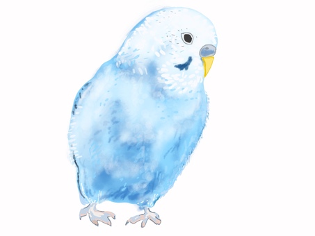 セキセイインコ セキセイインコ,インコ,鳥,ペット,リアル,手描きのイラスト素材