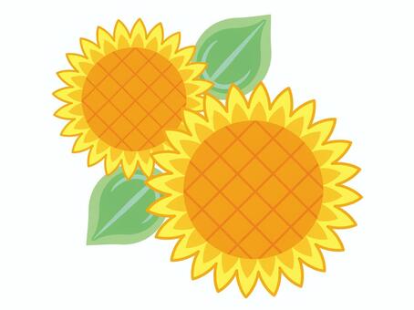 Sunflower 01, sunflower, sunflower, illustration, JPG, PNG and AI