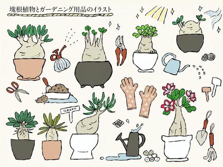 手描きの塊根植物と園芸用品のイラスト 観葉植物,塊根植物,コーデックス,アデニウム,パキポディウム,植物,花,木,園芸,ガーデニングのイラスト素材