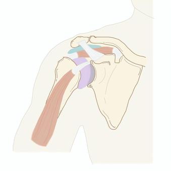 肩關節圖, JPG 和 PNG 肩關節圖, 肩關節, 解剖學, 肌肉, JPG 和 PNG